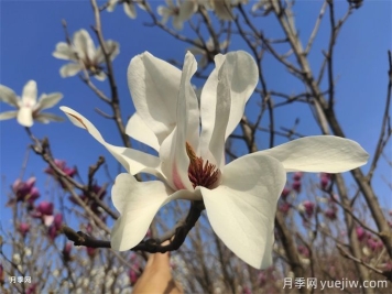 白玉兰延长花期小窍门