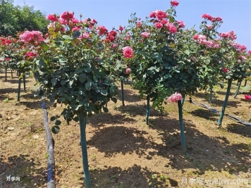 夏秋季节移植树状月季的养护管理