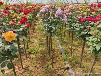 一株月季花开多色，芽接教你如何做到