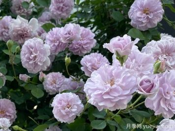 蓝色阴雨月季，花量大、长势快、花色清新