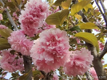 樱花简介，樱花生长周期和品种特点