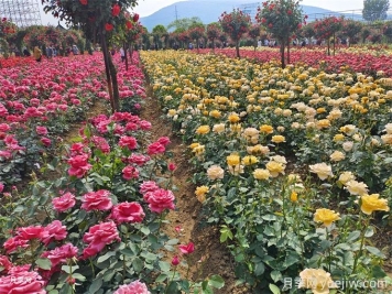 不同庭院花境风格对植物配置的要求