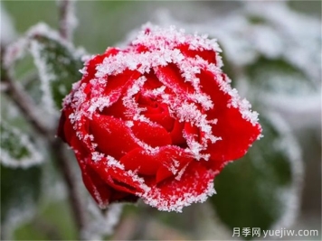 冬季下雪会冻死月季吗？