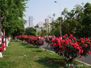 昆明市呈贡区2500余株树状月季齐绽放，街头处处是风景