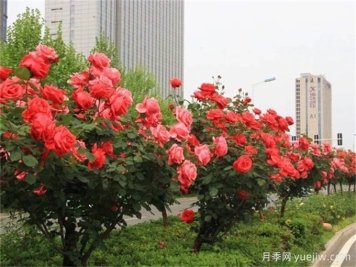 合肥树状月季花爆火！真相没你想得那么简单！