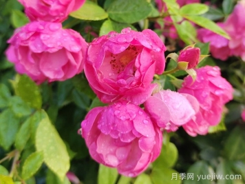 上海徐汇30多米安吉拉月季花墙,藏不住美好 上海徐汇30多米安吉拉月季花墙,藏不住美好