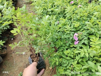 蔷薇、月季、玫瑰傻傻分不清楚?节日收到的是真玫瑰花吗? 蔷薇、月季、玫瑰傻傻分不清楚?节日收到的是真玫瑰花吗?