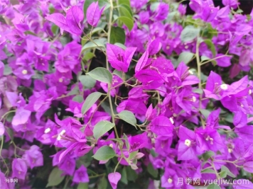 17种常见三角梅系列品种 17种常见三角梅系列品种