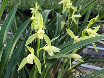 兰花是兰草吗?兰花兰草有什么区别? 兰花是兰草吗?兰花兰草有什么区别?