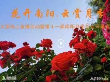 花开南阳 云赏月季 南阳市2020线上“云赏花”大型直播开始了