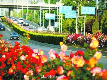 北京月季惊艳!250公里月季项链环绕京城 北京月季惊艳!250公里月季项链环绕京城