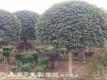 南阳精品桂花球，3-5公分桂花苗桂花树