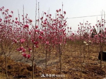 南阳南召县玉兰苗木产业夺胜利 生态扶贫收红利