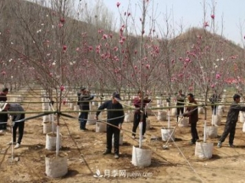 南阳南召：栽下玉兰摇钱树 念活苗木致富经