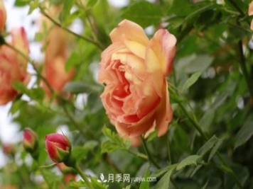 信阳百花园的香水月季花廊真美