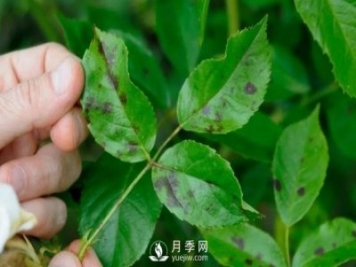 注意！夏秋大雨过后极易诱发月季黑斑病