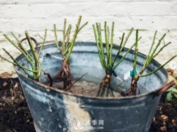 月季裸根苗的种植方法（详细图解）