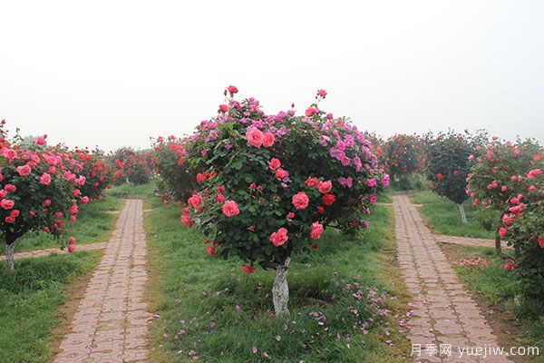 河南暴雨洪灾过后的苗木花卉该如何和养护补救(图1)