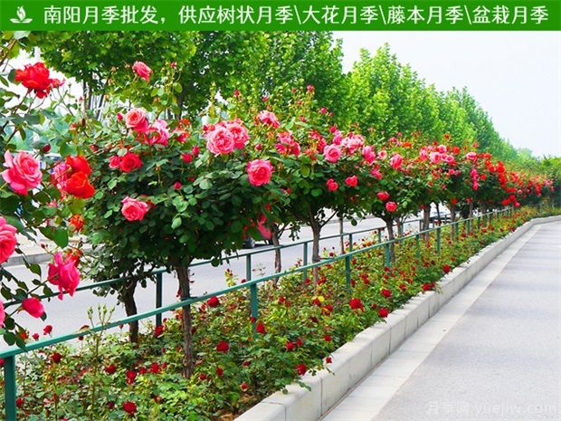 南阳城市名片之月季：月季花开 满城芬芳(图1)