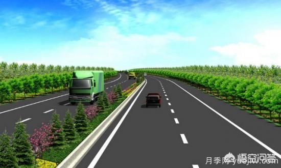 道路绿化苗木一般有哪些？(图5)