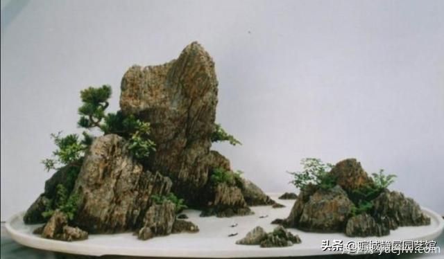 什么是山水盆景？山水盆景的形式有哪些？(图4)