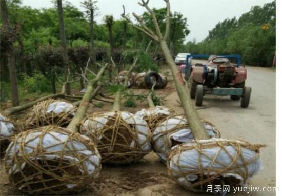 国槐定杆干高度多高合适 如何为国槐树合理的修剪整形(图1)