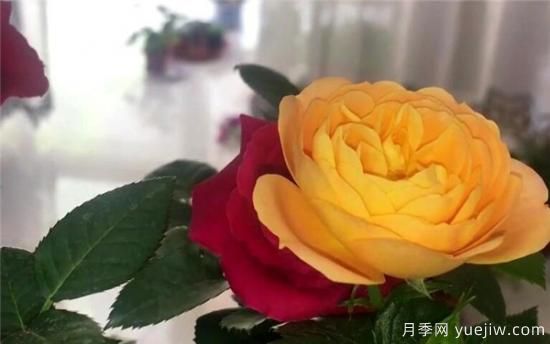 种玫瑰花用什么土壤***合适 种玫瑰用什么花盆(图2)