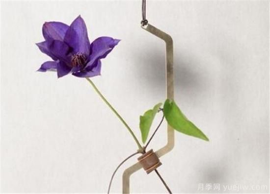 干花插花要不要放水 叶脉干花制作工艺(图2)