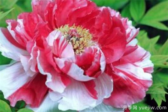 花中之王是什么花 中国十大名花资料介绍(图1)