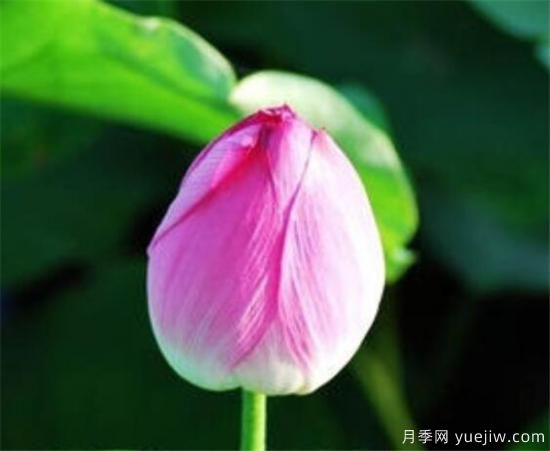 花蕾和花蕊什么区别 花蕾哪种好看(图3)