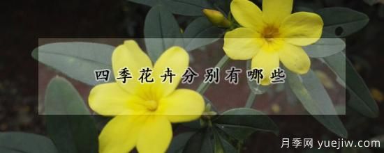 四季花卉分别有哪些(图1)