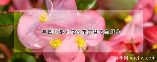 一年四季都开花的花卉盆栽有哪些(图1)