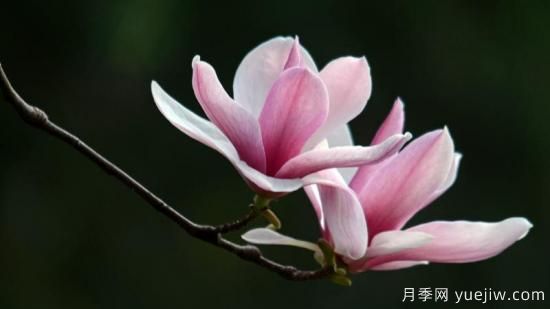 玉兰花长什么样子(图1)