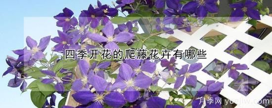 四季开花的爬藤花卉有哪些(图1)