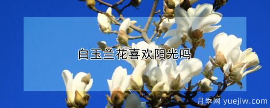 白玉兰花喜欢阳光吗(图1)