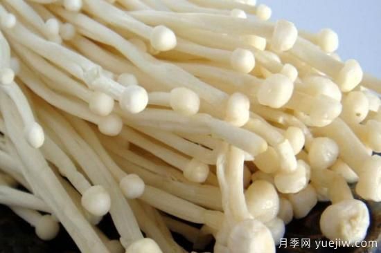 食用菌菇类十大排名 可食用菌类大全(图1)