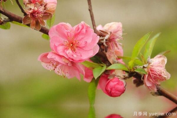 桃花的虫害防治大全，红蜘蛛的危害非常严重(图3)