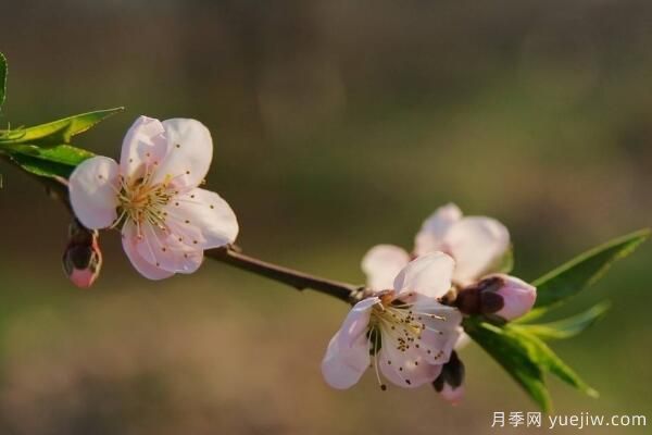 桃花的虫害防治大全，红蜘蛛的危害非常严重(图4)