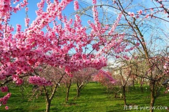 桃花的虫害防治大全，红蜘蛛的危害非常严重(图2)