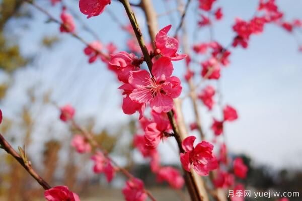 桃花的虫害防治大全，红蜘蛛的危害非常严重(图1)