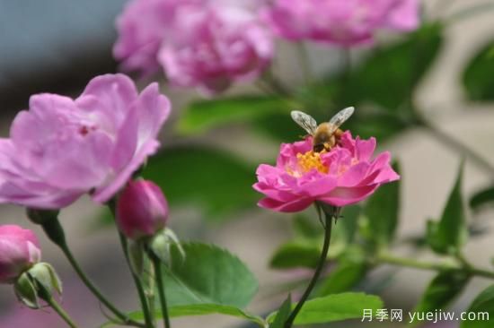 薔薇花種多長時間才開花