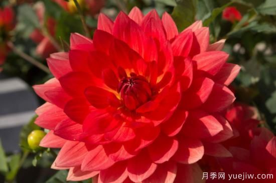 冬季花卉养护方法(图1)