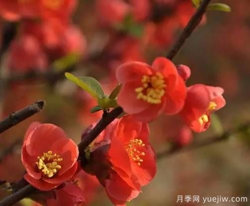 桃花，杏花，樱花，梨花，李花，海棠花傻傻分不清？(图15)