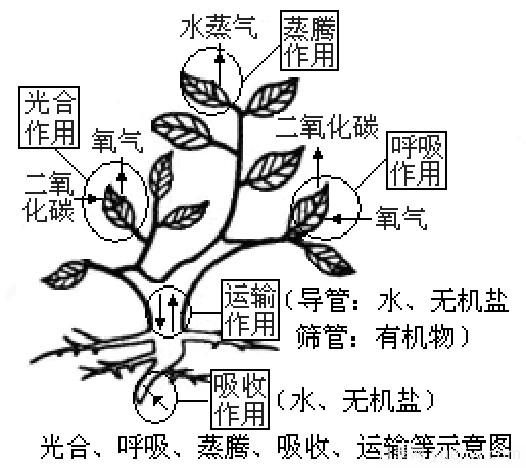 植物体五大作用示意图