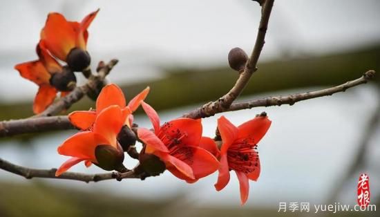 这8种观花类乔木是园林工程的首选树种(图6)