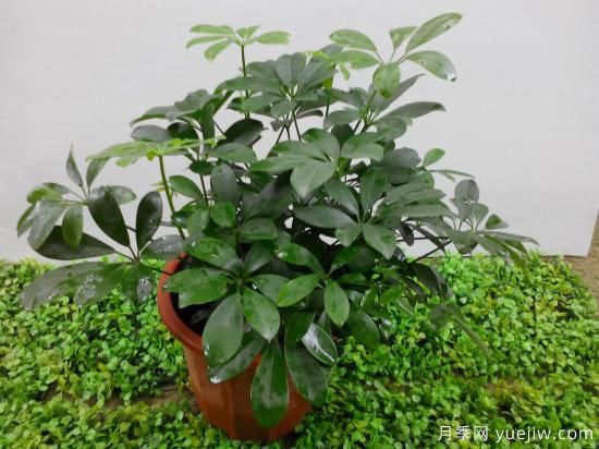 十大吸甲醛植物，你家养过哪几种？(图2)