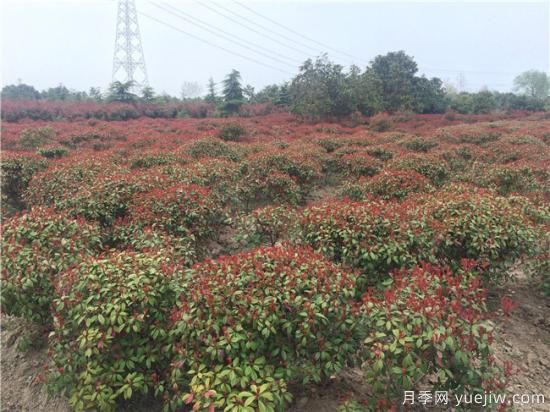 红叶石楠生长不能一味的通过水分来维持(图1)