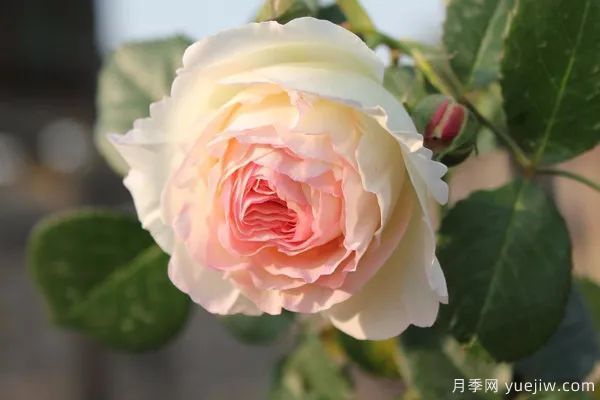 中药之花系列——月季花(图1)