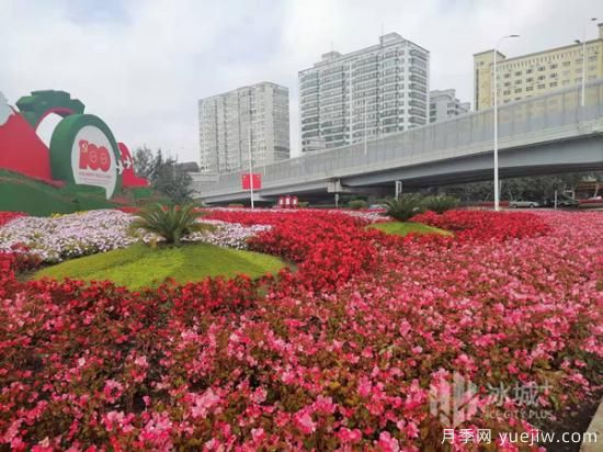 哈尔滨迎国庆60余种花卉争奇斗妍(图3)