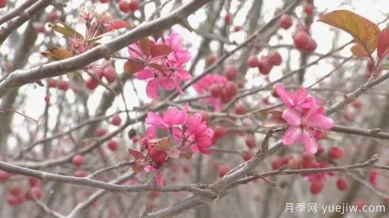 菏泽成武：千亩海棠反季节开花，逆袭深秋成一景(图3)